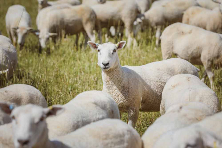 Cotswold Flour