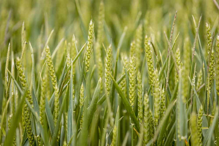Cotswold Flour