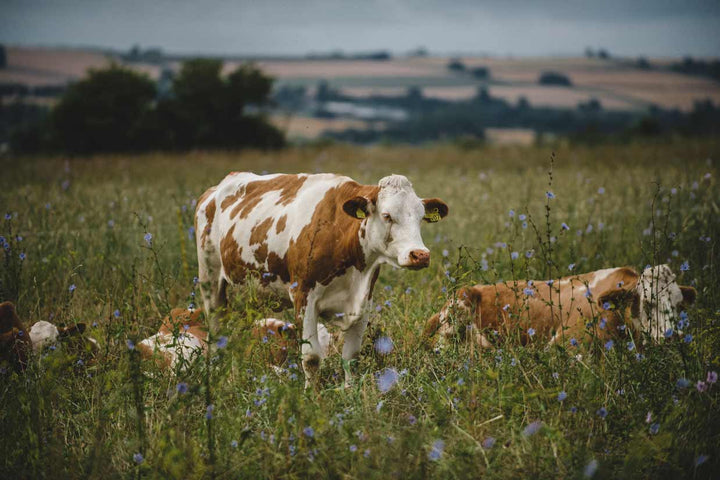 Cotswold Flour