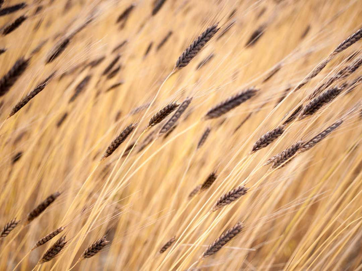 Cotswold Flour