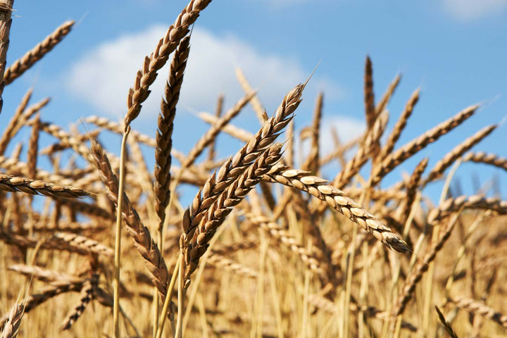 Cotswold Flour