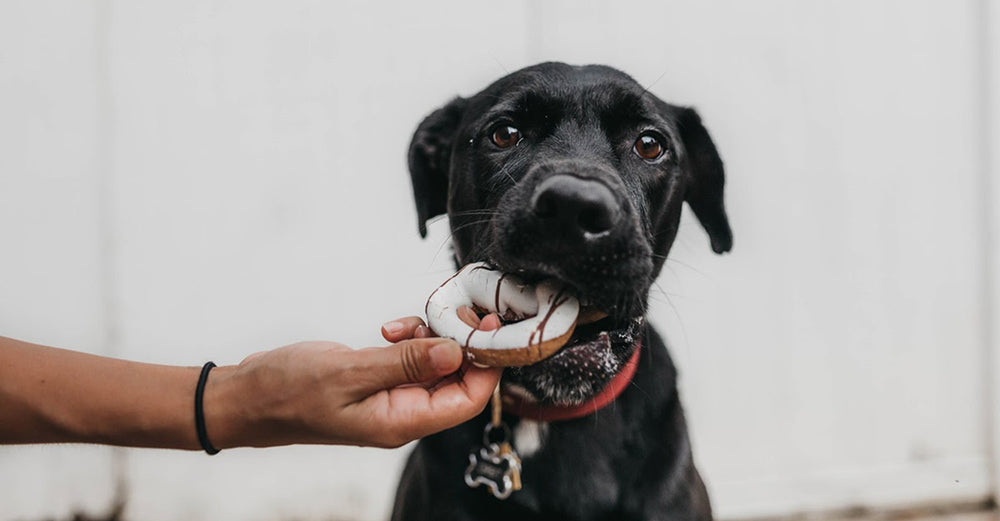7 Baked dog treat recipes for our fluffy friends!