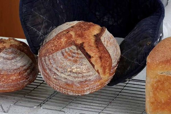 Elaine's Sourdough Baby Loaves Master Recipe