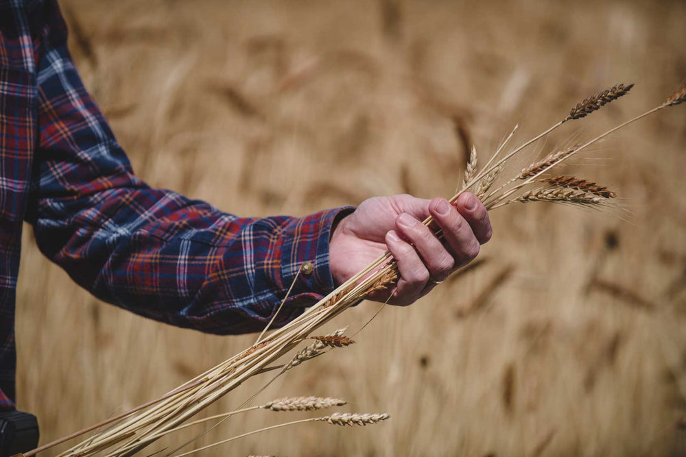 What is Regenerative Agriculture?