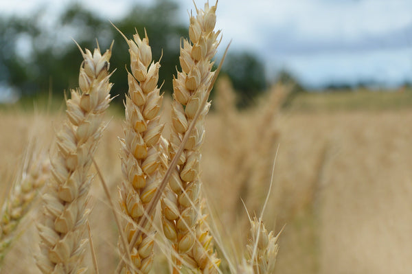 Wholemeal, whole grain, whole wheat, whole what?