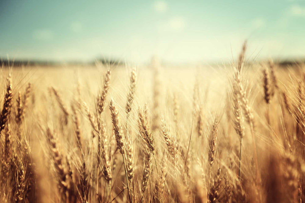 What is the Cotswold Grain Partnership?