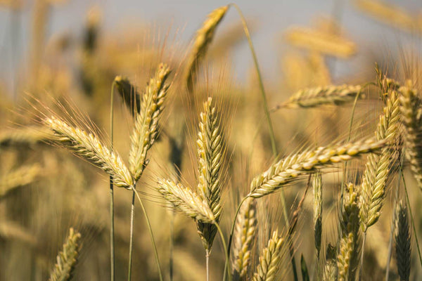 Cotswold Rye Flour - Flavourful and Nutrient Rich