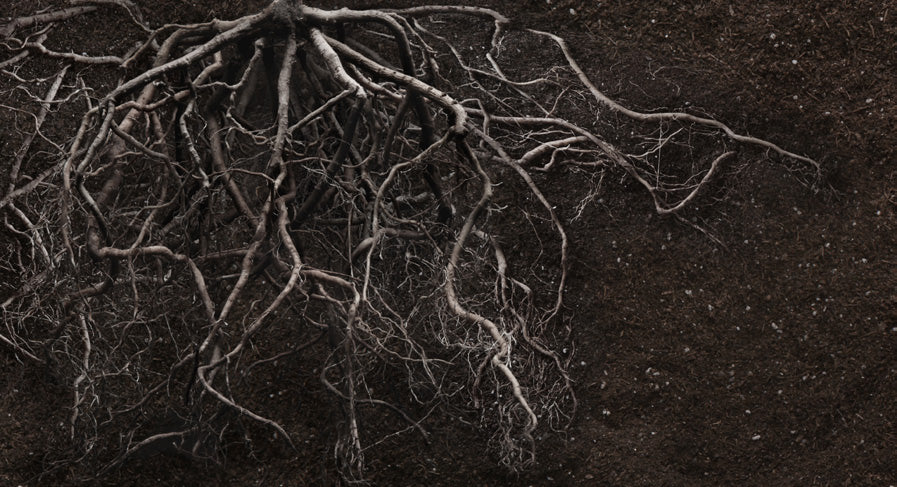 Principles of Regenerative Agriculture – Cotswold Flour
